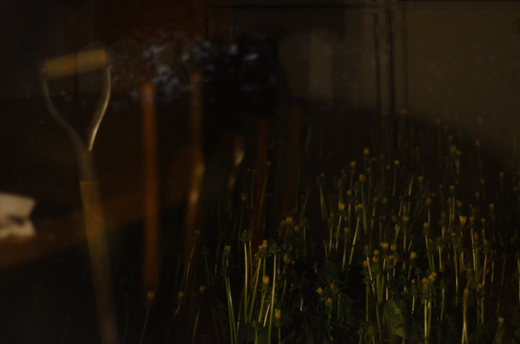 hemlösa maskrosor och dikter i kvällsljus tagen av jakob eng